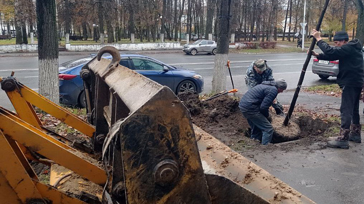 Владимирские корчеватели деревьев занялись высадкой саженцев в местах боев со златкой